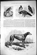 Antique Old Print 1875 Stud Greyhound Dog Fleetfoot Black Kite Cornish Sucker