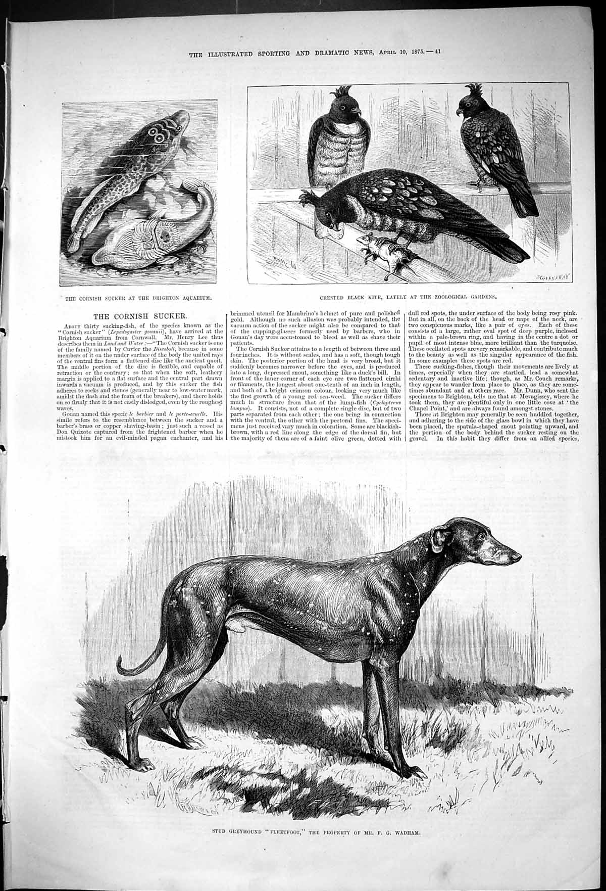 Antique Old Print 1875 Stud Greyhound Dog Fleetfoot Black Kite Cornish Sucker