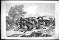 Original Old Antique Print 1875 Sable Antelope Hunting Man Horse Animals 19th