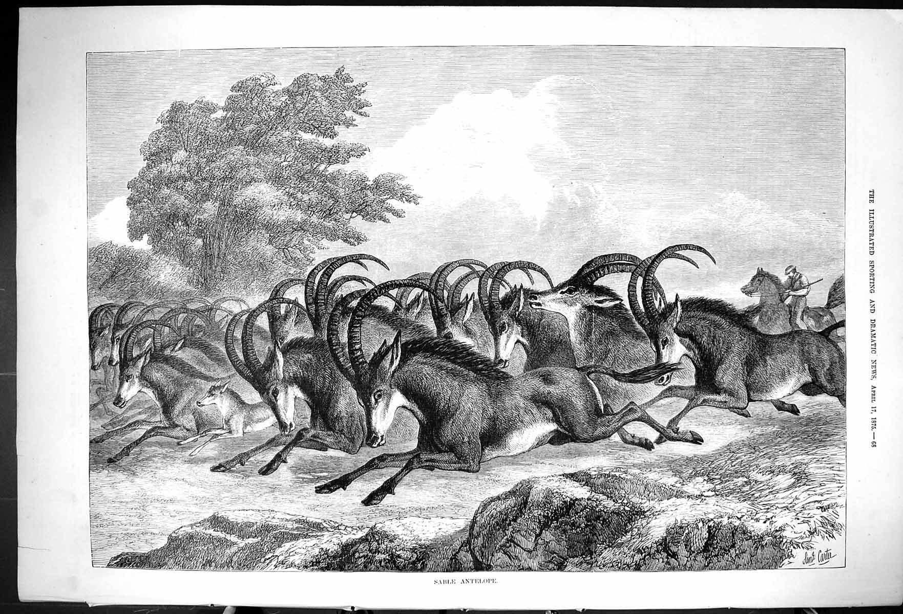 Original Old Antique Print 1875 Sable Antelope Hunting Man Horse Animals 19th