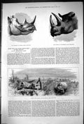 Old Antique Print 1875 Mochocho White Rhinoceros Keitloa Hunting Koboaba 19th