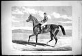Old Antique Print 1875 Camballo Horse Jockey Winner Two Thousand Guineas 19th