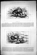 Original Old Antique Print 1875 Sambur Bay Hunting Hound Dog Rusa Deer 19th