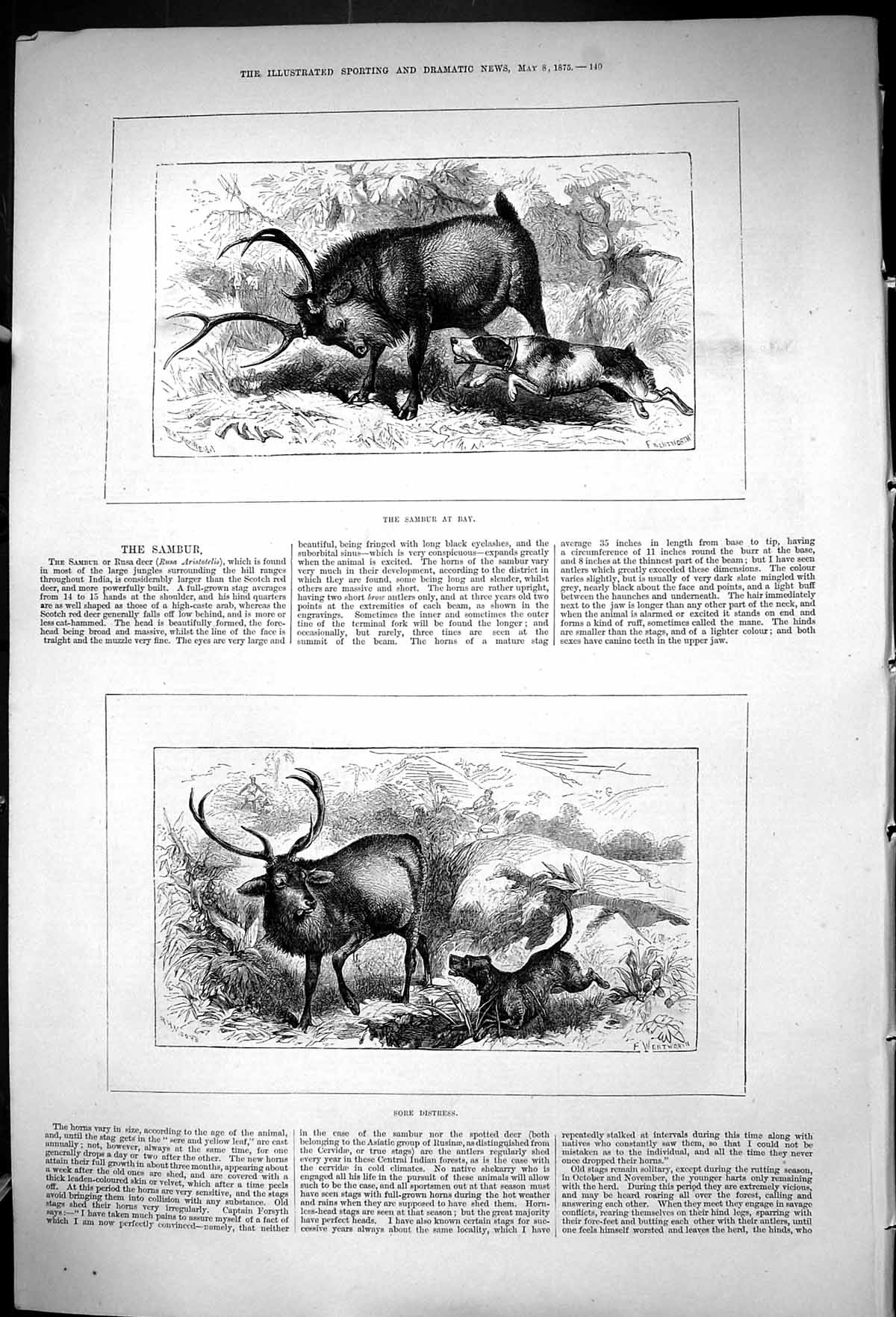 Original Old Antique Print 1875 Sambur Bay Hunting Hound Dog Rusa Deer 19th