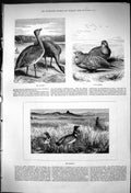 Original Old Antique Print 1875 Birds Bustard Sand Grouse Florakin Victorian