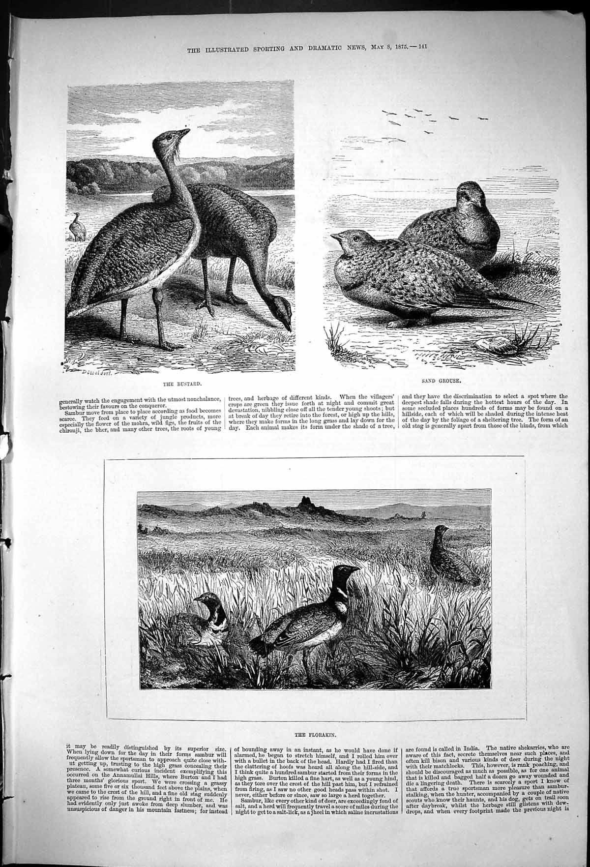Original Old Antique Print 1875 Birds Bustard Sand Grouse Florakin Victorian