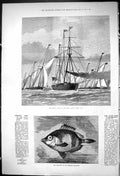 Old Print 1875 Opening Cruise Royal London Yacht Club Boar Fish Brighton 19th