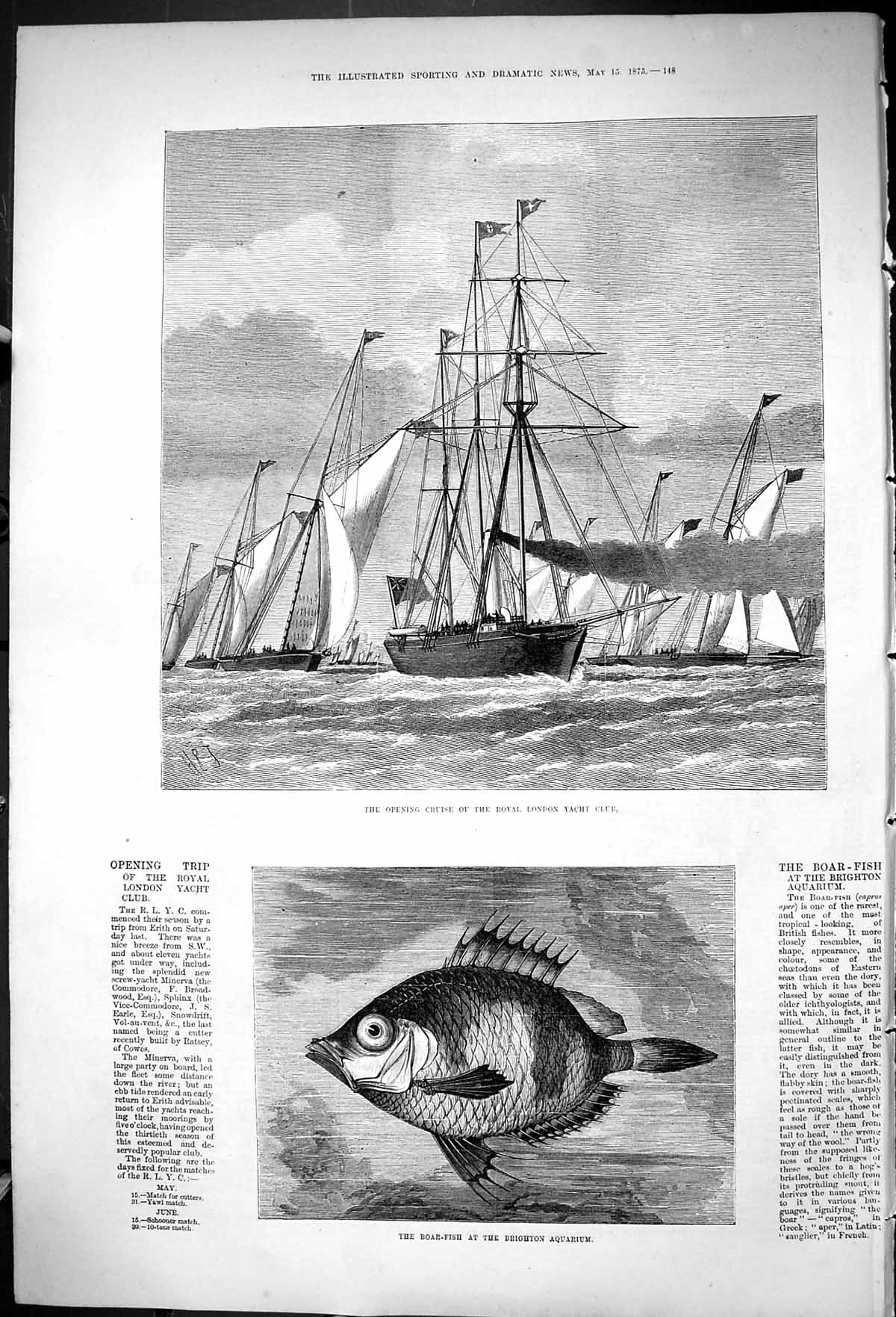 Old Print 1875 Opening Cruise Royal London Yacht Club Boar Fish Brighton 19th