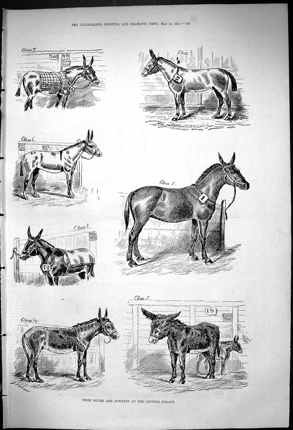 Original Old Antique Print 1875 Prize Mules Donkeys Crystal Palace Animals 19th
