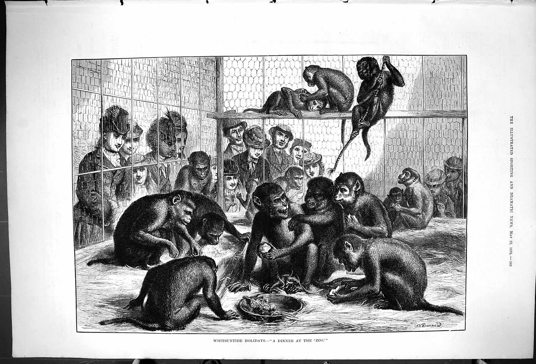 Original Old Antique Print 1875 Whitsuntide Holidays Monkeys Dinner Zoo Animals