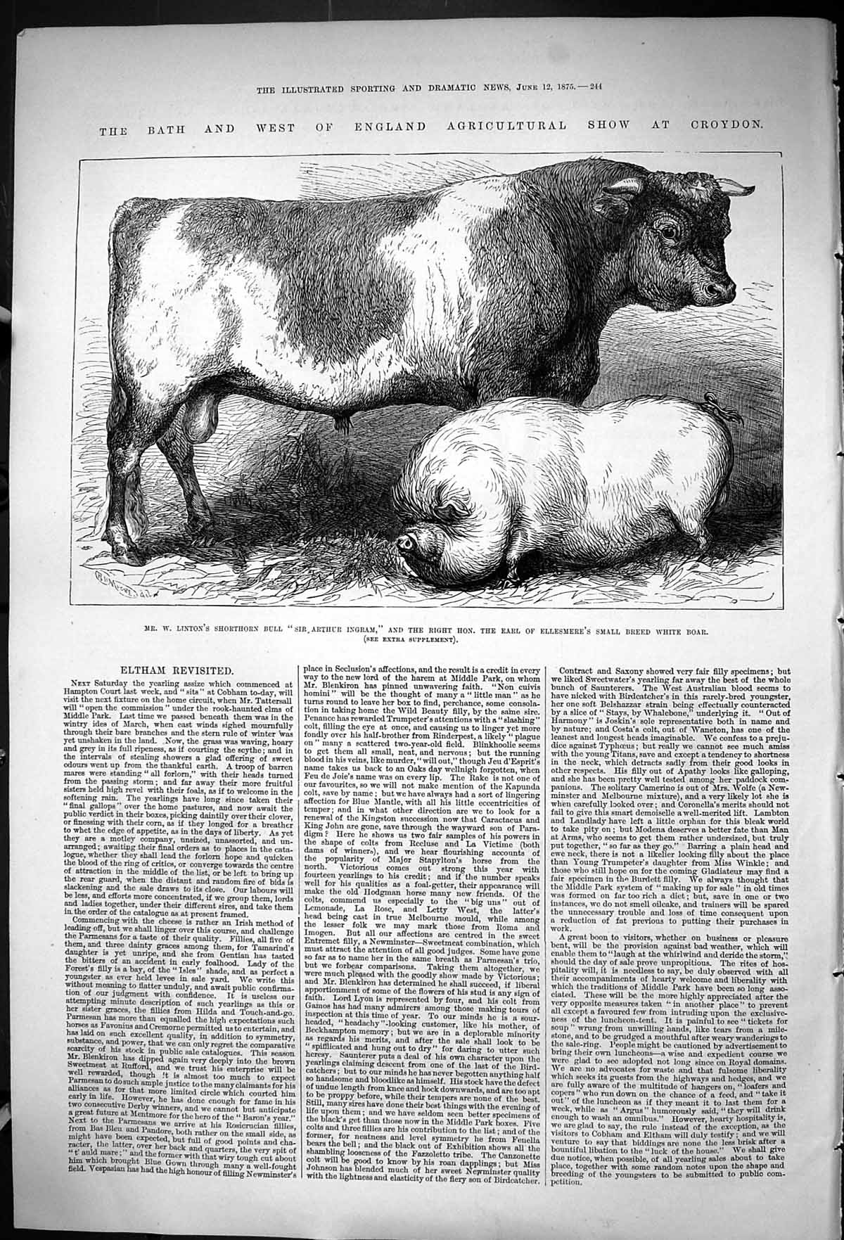 Old 1875 Bath Agricultural Show Linton Bull Ingram Boar Fox Winsome W Victorian