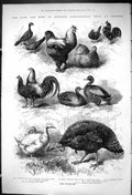Old 1875 Prize Poultry Bath Agriculutral Show Croydon Fulton Lake Eva Victorian