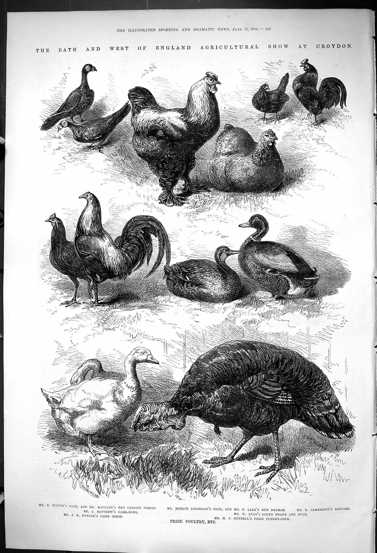 Old 1875 Prize Poultry Bath Agriculutral Show Croydon Fulton Lake Eva Victorian