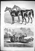 Old 1875 Thoroughbred Stallion Horse Vanderdecken Alexandra Park Tops Victorian