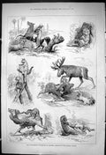 Antique Old Print 1875 Wurtemburg Collection Stuffed Animals Crystal Palace