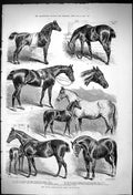 Old 1875 Royal Agricultural Show Taunton Horses Govett Wilson Miller Victorian