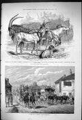 Antique Old Print Prize Goats Crystal Palace Show Goodwood Horse Racing 1875