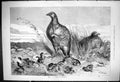 Original Old Antique Print 1875 Brood Partridges Baby Birds Nature Victorian