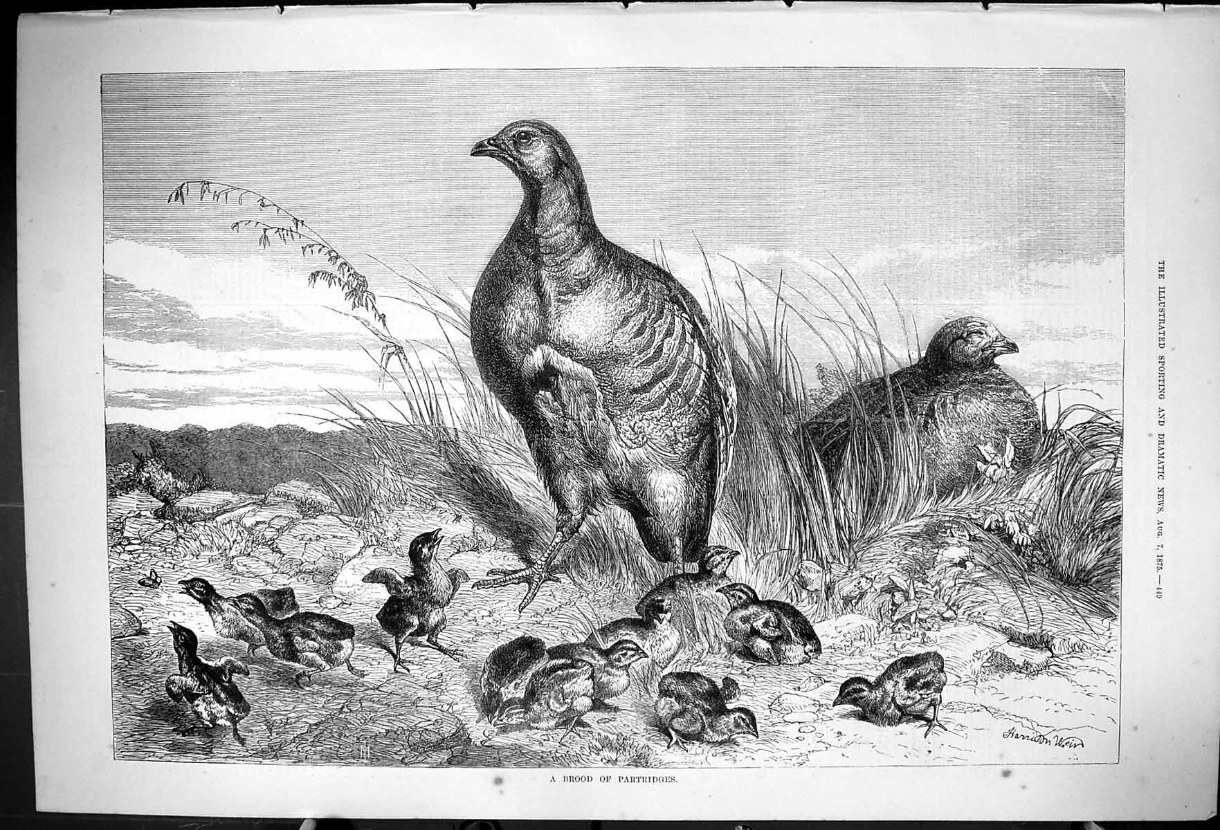 Original Old Antique Print 1875 Brood Partridges Baby Birds Nature Victorian