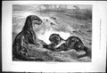 Original Old Antique Print 1875 Fine Art Otters River Scene Catching Fish 19th