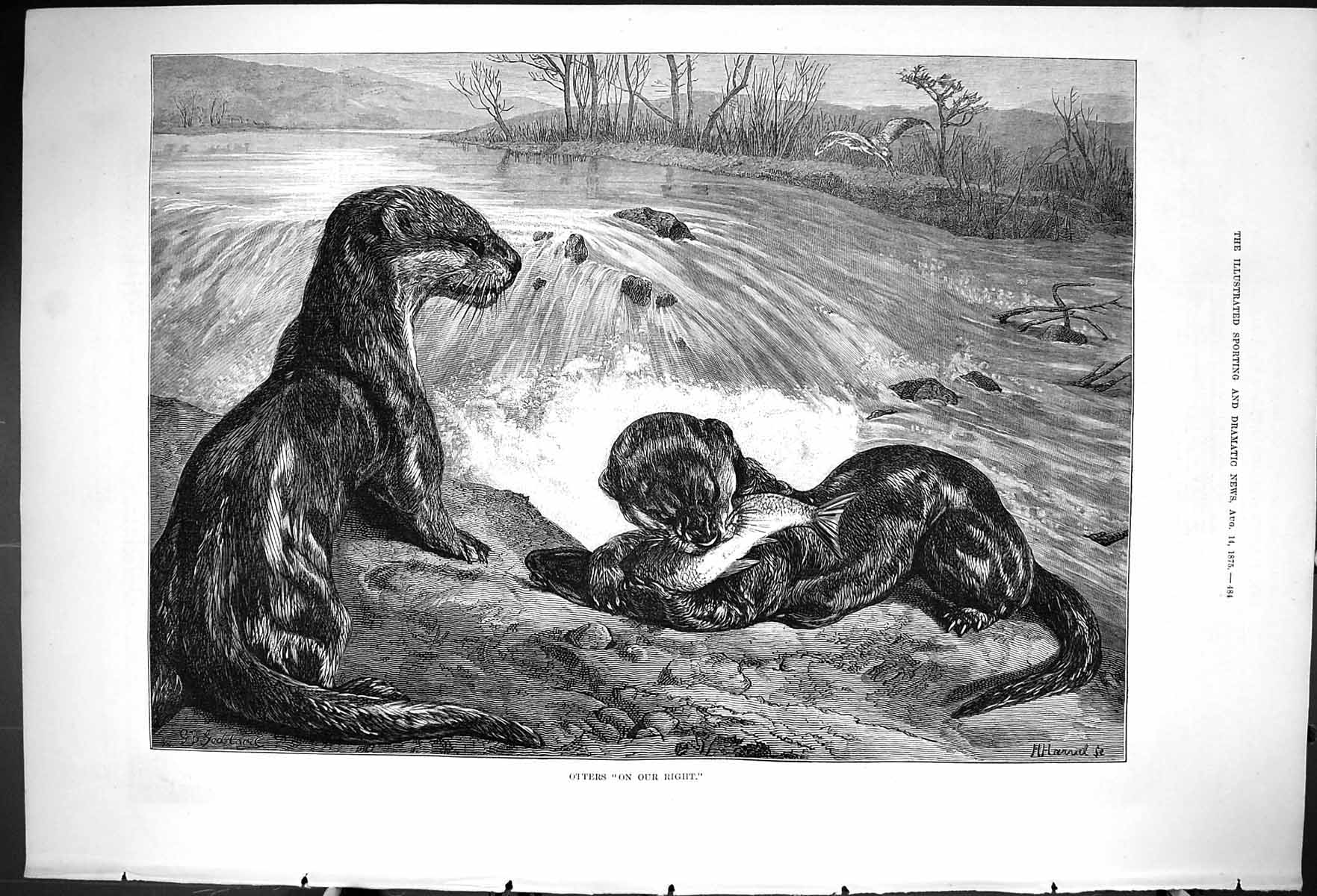 Original Old Antique Print 1875 Fine Art Otters River Scene Catching Fish 19th