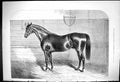 Old Antique Print 1875 Fathers English Stud Young Melbourne Stable Scene 19th