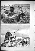 Original Old Antique Print 1875 Prairie Grouse Birds Hunting Hound Dog Sport