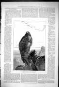 Original Old Antique Print 1875 Bones Bleached Eagle Eyrie Bird Prey Mountains