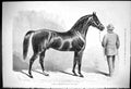 Original Old Antique Print 1875 Fathers English Stud Beautiful Horse The Palmer