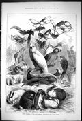 Old Print 1875 Prize Winners Bath Poultry Caged Birds Rabbit Show Animals 19th