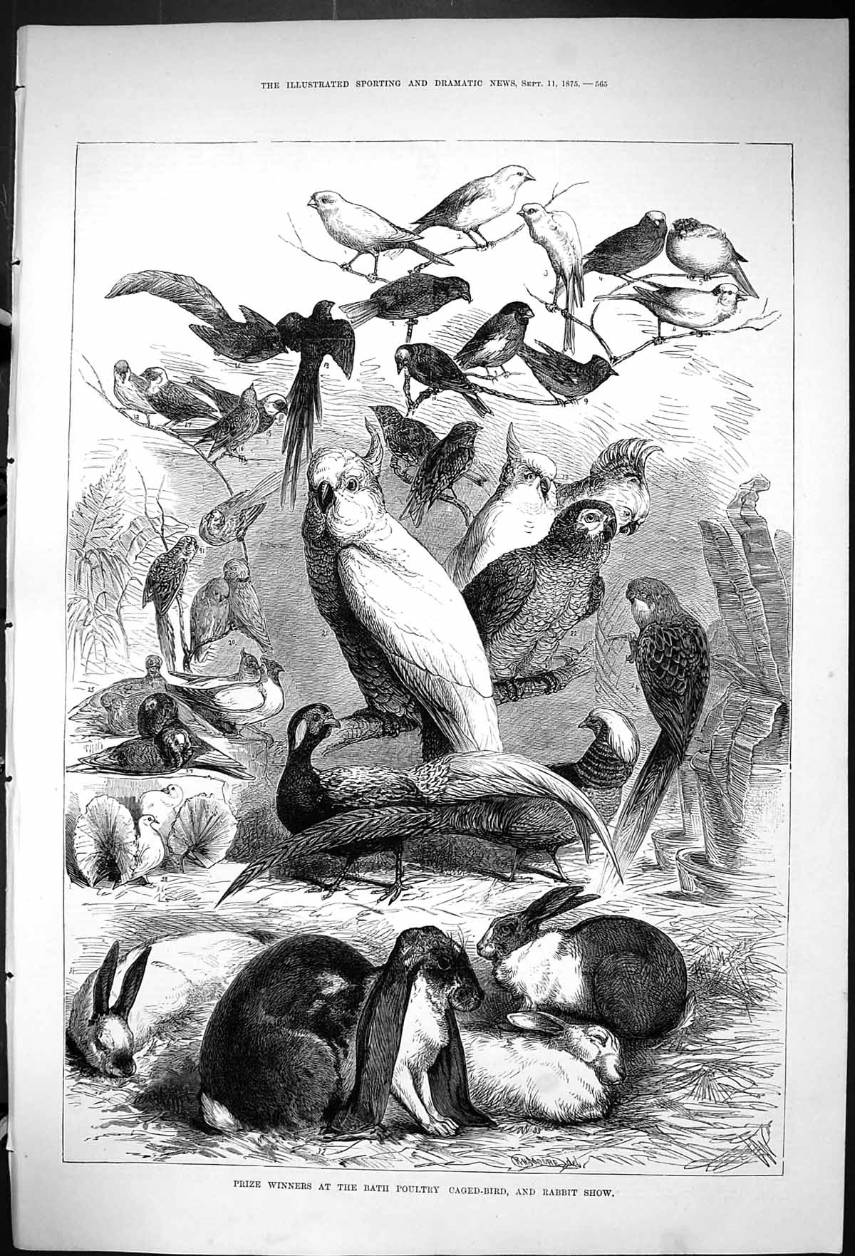 Old Print 1875 Prize Winners Bath Poultry Caged Birds Rabbit Show Animals 19th