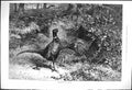 Antique Old Print 1875 Pheasants Covert Birds Hunting Season Goddard Fine Art