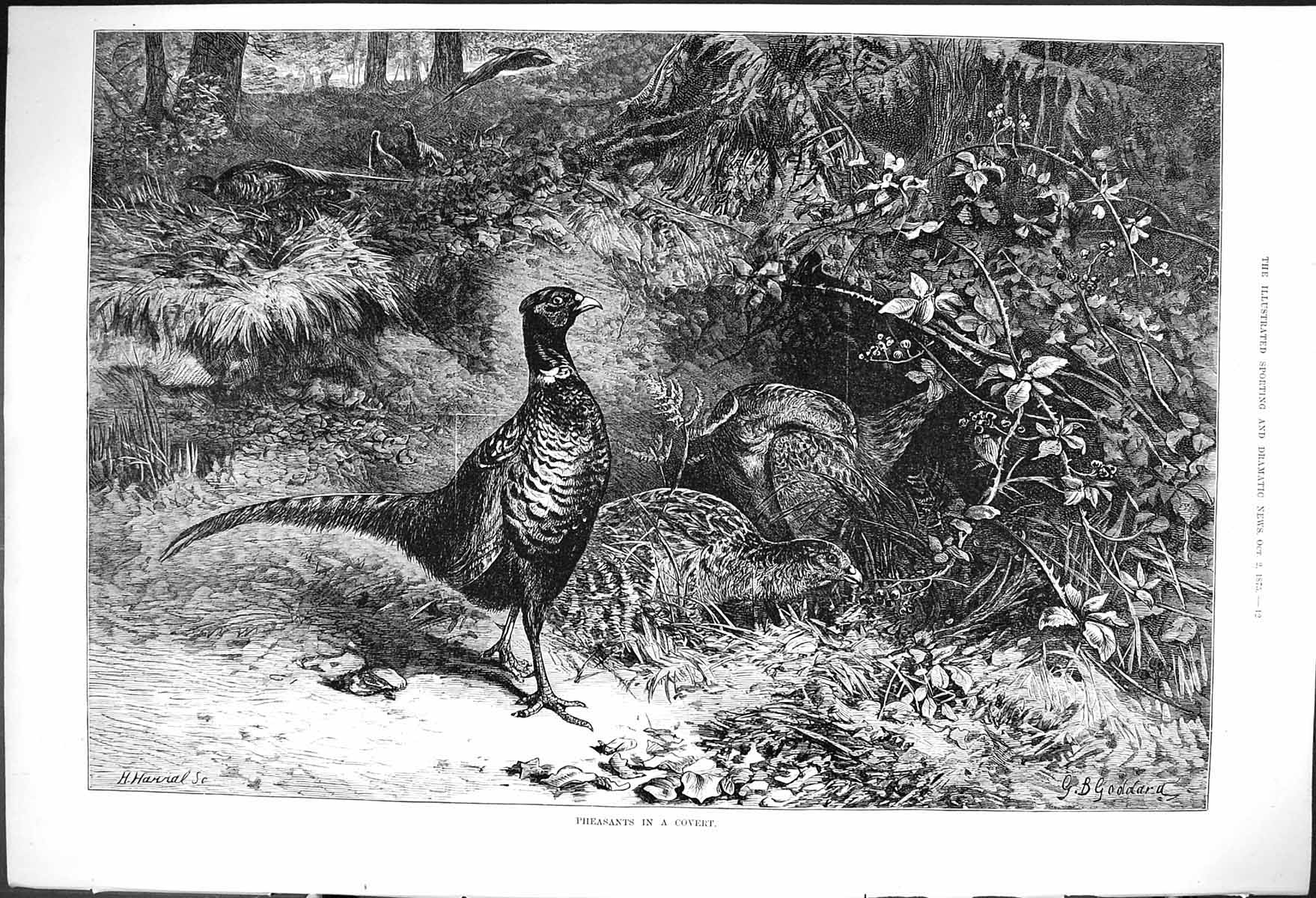 Antique Old Print 1875 Pheasants Covert Birds Hunting Season Goddard Fine Art