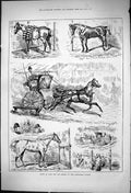 Original Old Antique Print 1875 Show Cabs Horses Alexandra Palace Transport