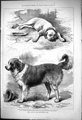 Antique Print 1875 Prize Dogs Nottingham Show Scawfell Hector St. Bernards 19th