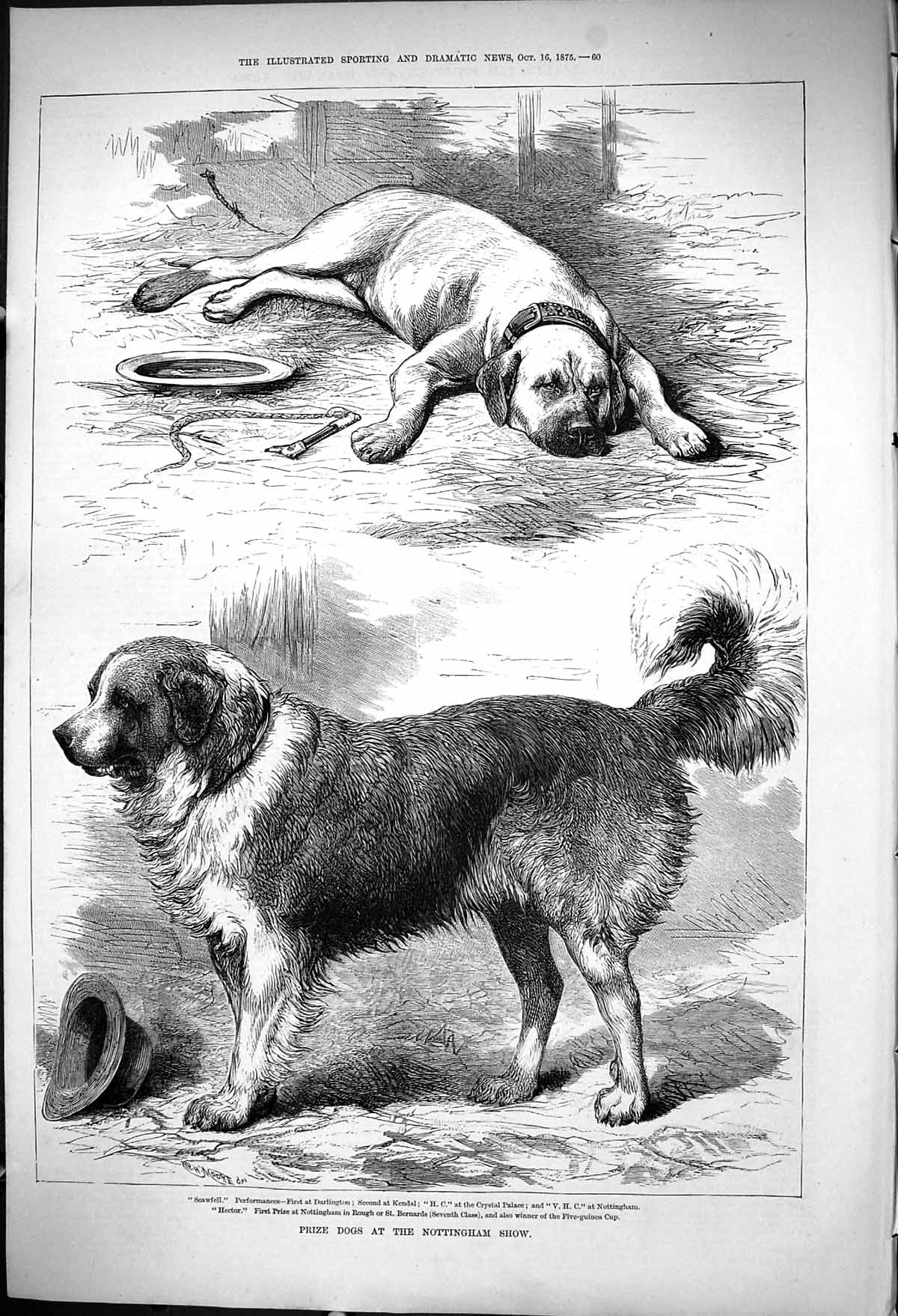 Antique Print 1875 Prize Dogs Nottingham Show Scawfell Hector St. Bernards 19th