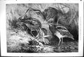 Original Old Antique Print 1875 Wisp Snipe Birds Nature Goddard 19th