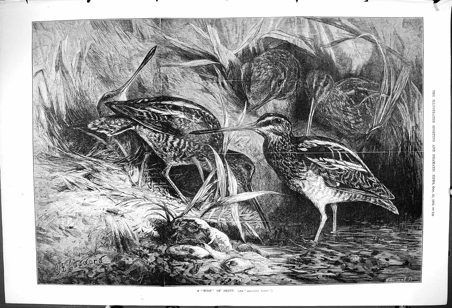 Original Old Antique Print 1875 Wisp Snipe Birds Nature Goddard 19th