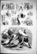 Old 1875 Balaclava Banquet Prize Pigeons Alexandra Palace Show Birds Victorian