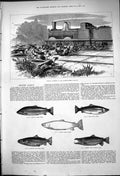 Old 1876 Train Crash Monmouthshire Hounds Dogs Salmon Fish King Scots Victorian