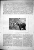 Antique Print 1875 Rhinoceros Hunting Sport Wild Animals Huntsmen Shooting 19th