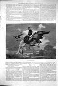 Original Old Antique Print 1875 Stricken Mallard Duck Sport Hunting Birds 19th