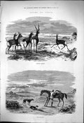 Old Antique Print 1875 Sport India Hunting Antelopes Hounds Dogs Horses 19th