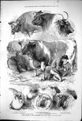 Old 1875 Prize Animals Manchester Fat Cattle Show Sheep Ox Wortley Ke Victorian