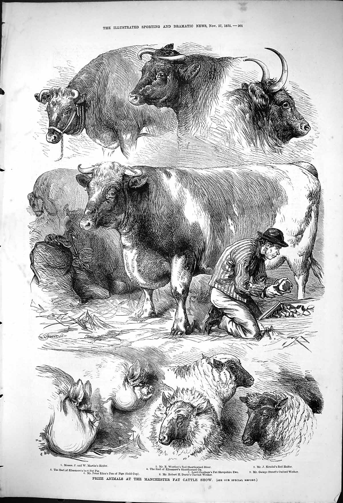 Old 1875 Prize Animals Manchester Fat Cattle Show Sheep Ox Wortley Ke Victorian