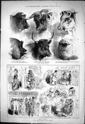 Old 1875 Smithfield Club Show Piggery Cows Sheep Shorthorn Emma Pride Victorian