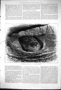 Original Old Antique Print 1876 Ruffed Grouse Birds Nest Nature 19th