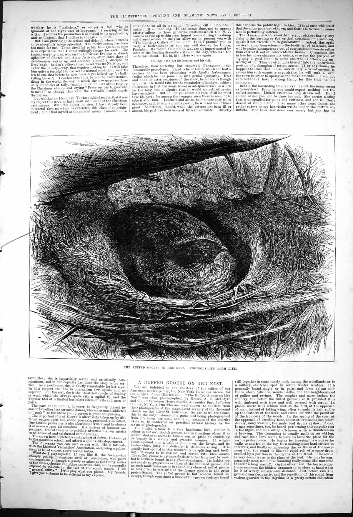 Original Old Antique Print 1876 Ruffed Grouse Birds Nest Nature 19th
