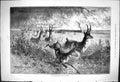 Original Old Antique Print 1876 Antelope Shooting Prairie Hunting Sport 19th