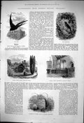 Old 1876 Swift Nightingale Birds Gilbert White Monument Selborne Chur Victorian